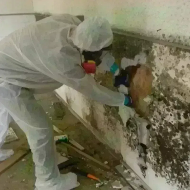 Best Mold Remediation and Removal Service in North Scituate, RI